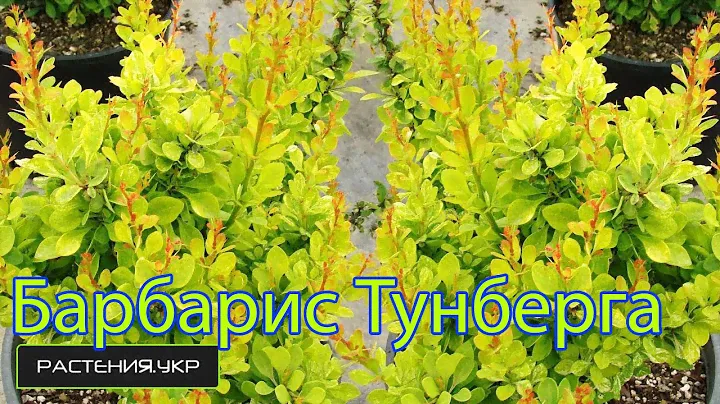 Барбарис Тунберга Повоу / Барбарис посадка и уход