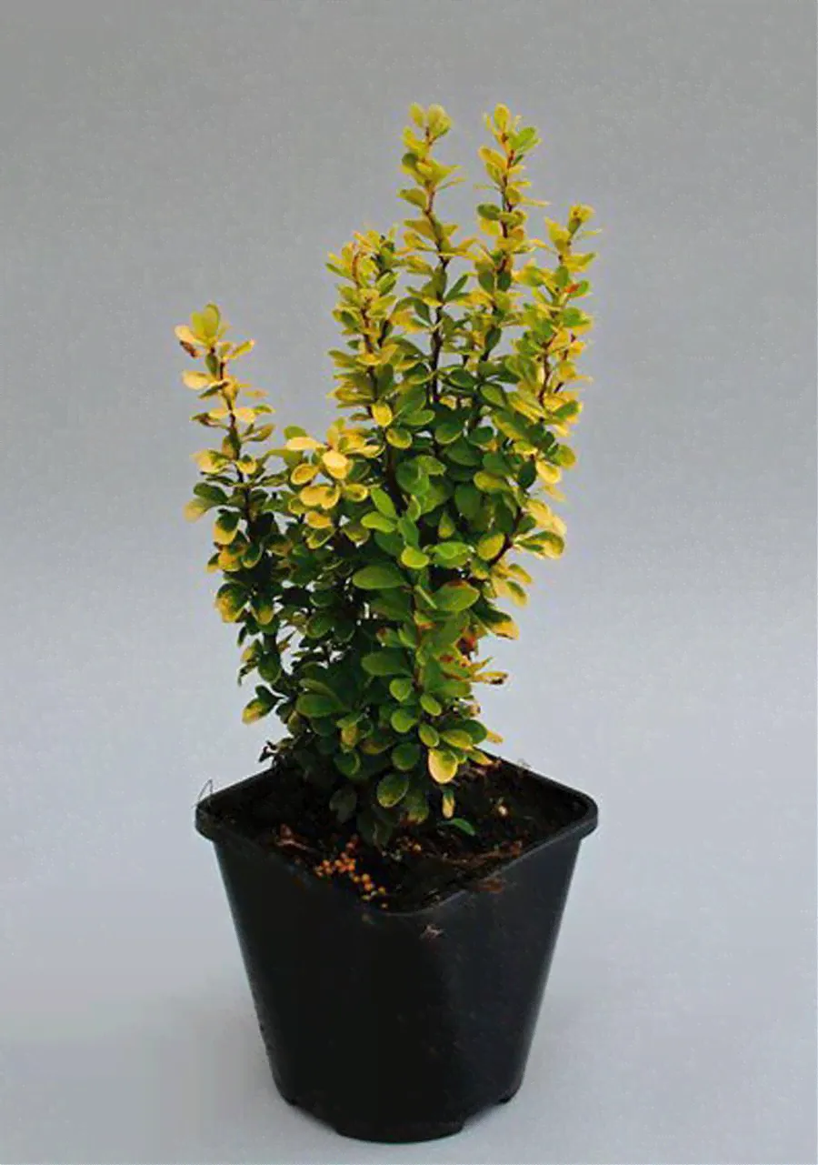 Барбарис тунберга Голден Дрим - Berberis thunbergii Golden Dream D9 H20-0