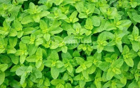 Мята садовая "Барбарис" Mentha spicata "Yakima" : P9>-0