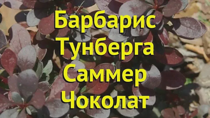 Барбарис тунберга Саммер Чоколат. Краткий обзор, описание berberis thunbergii Summer Chocolate