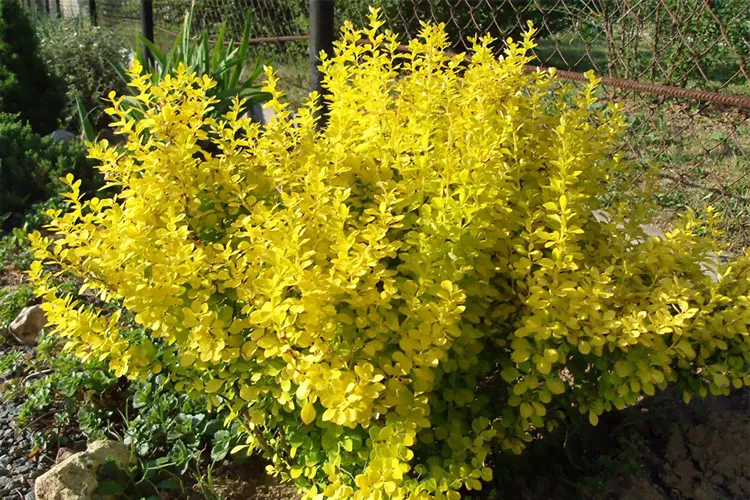 Барбарис Тунберга Эвита (Berberis thunbergii Evita) С2
