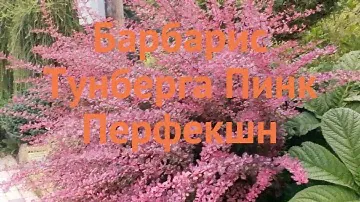 Барбарис тунберга Пинк Перфекшн 🌿 обзор: как сажать, саженцы барбариса Пинк Перфекшн