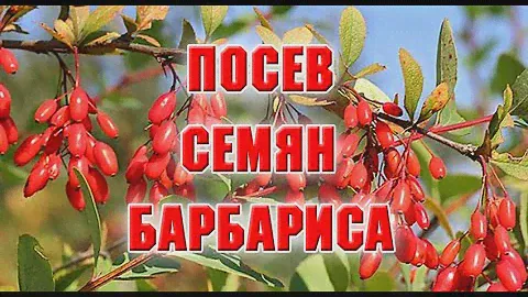 Посев семян барбариса