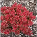 Барбарис Berberis thunb. 'Ruby Star'® Liners P9