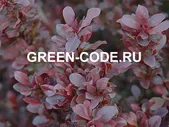 Барбарис тунберга Red Dream 30–40см 3л