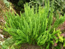 Барбарис Тунберга Berberis thunbergii Smaragd
