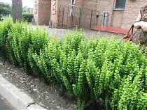 Барбарис тунберга Эректа - Berberis thunbergii Erecta D9 H20-2