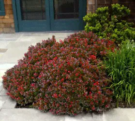 Барбарис тунберга Багатель (Berberis Bagatell)
