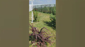 бушует барбарис