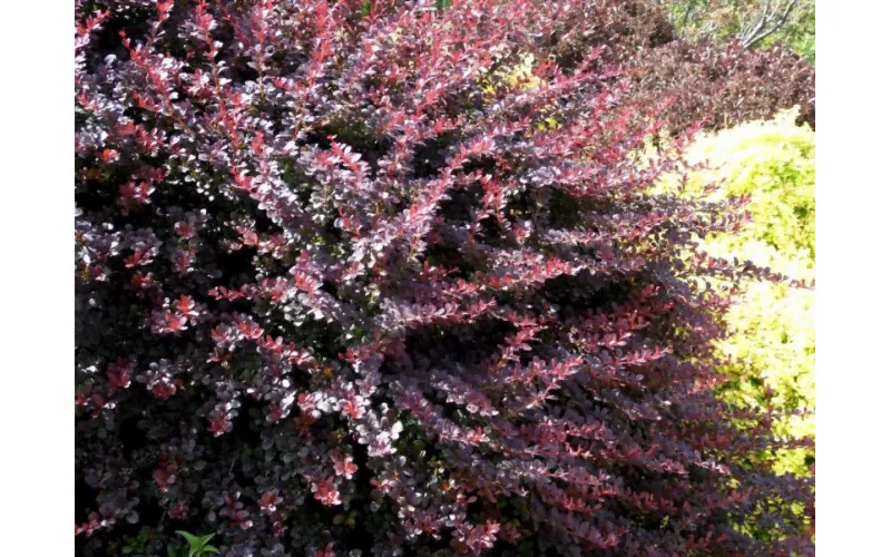 Барбарис обыкновенный пурпурнолистный (Berberis vulgaris Atropurpurea) 30-50 см