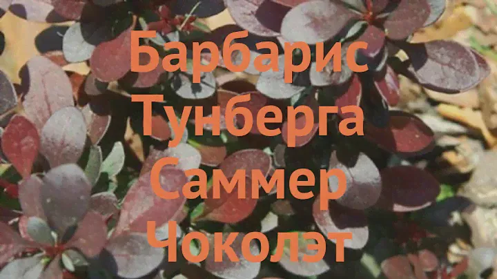 Барбарис тунберга Саммер Чоколэт 🌿 обзор: как сажать, саженцы барбариса Саммер Чоколэт
