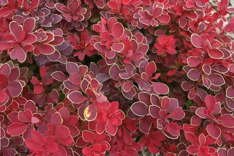 Барбарис Тунберга Руби Стар (Berberis thunbergii Ruby Star) Р9-0
