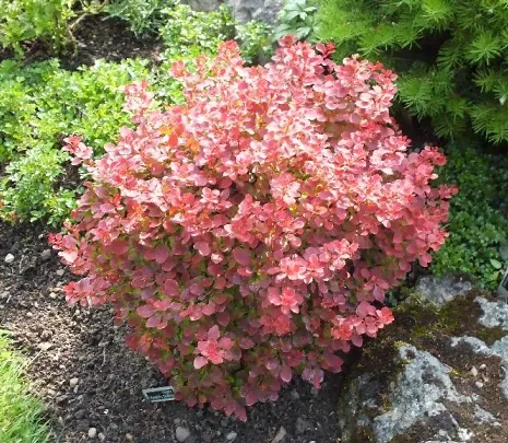 Berberis (Барбарис) thunb. Fire Ball C3 15-20