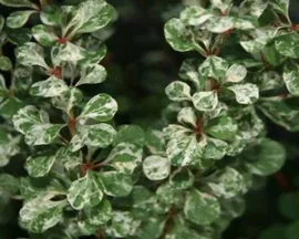 Барбарис Тунберга Berberis thunbergii Kornik