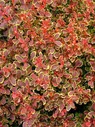 Барбарис Тунберга (Berberis thunbergii) "Golden Ruby"