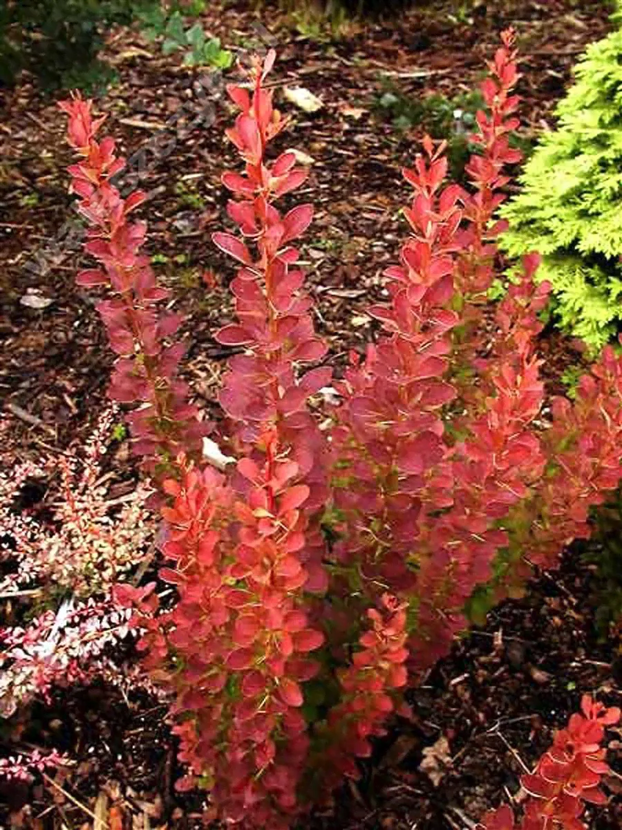 Барбарис тунберга Роузи Рокет - Berberis thunbergii Rose Rocket D2 H20-25-2