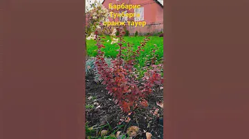 Барбарис Тунберга Оранж тауер