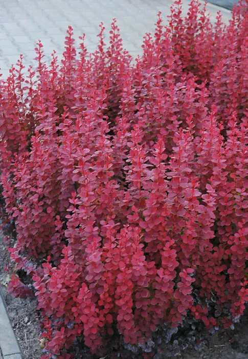 Барбарис Тунберга Berberis thunbergii Red Rocket