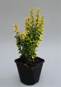 Барбарис тунберга Голден Дрим - Berberis thunbergii Golden Dream D9 H20