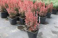 Барбарис тунберга Дартс Перпл - Berberis thunbergii Dart`s Purple D9 H20