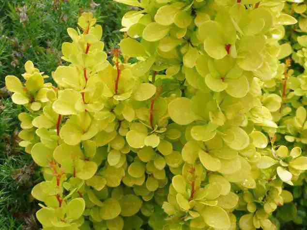 Барбарис Тунберга Berberis thunbergii Sunsation