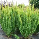 Барбарис тунберга Эректа - Berberis thunbergii Erecta D9 H20