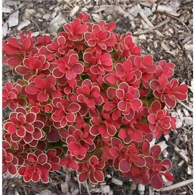 Барбарис Berberis thunb. 'Ruby Star'® Liners P9