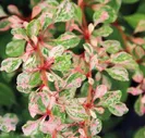 Барбарис Тунберга Наташа (Berberis Natasza)