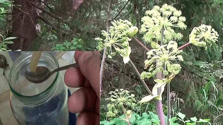 Спирт из БОРЩЕВИКА! Миф или реальность?