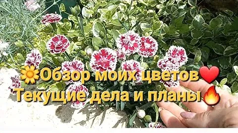 🌼Обзор моих цветов❤️.Текущие дела и планы🔥#цветы #гортензии #барбарис #хоста #розы #ирисы #хвойники