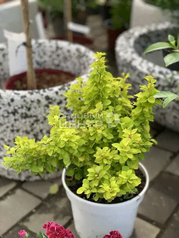 Барбарис Тунберга Саммер Сансет С3/-45/-2