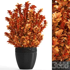Berberis thunbergii, Барбарис Тунберга, кусты, ландшафтный дизайн, садовый вазон, уличный горшок, куст, черная корзина, ротанг - Комнатные - 3D модель