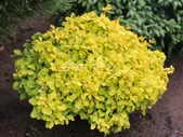 Барбарис Тунберга Berberis thunbergii "Special Gold' : Р9, h=15-25>