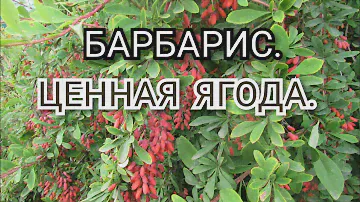 БАРБАРИС. ЦЕННАЯ ЯГОДА.