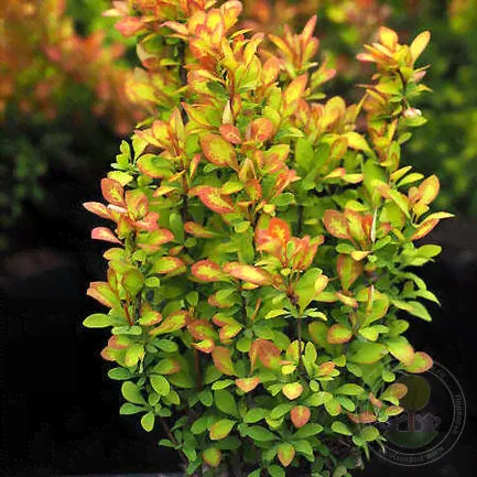 Барбарис Тунберга Саммер Сансет (Berberis thunbergii Summer Sunset)