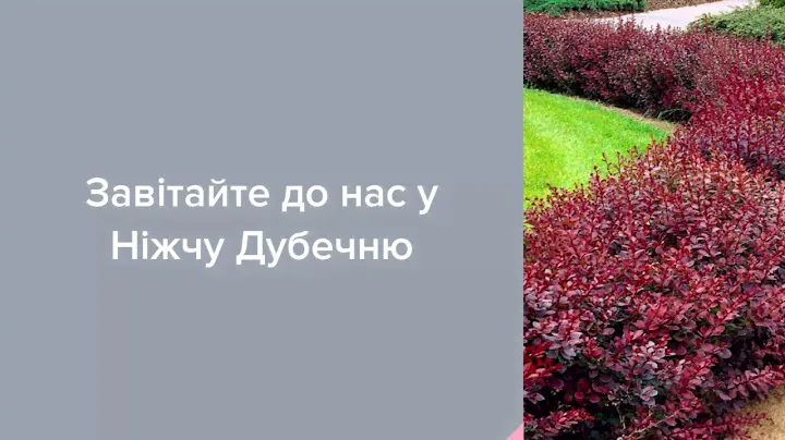 Садовый Центр Зелений Двір - БАРБАРИС ТУНБЕРГА ATROPURPUREA С5