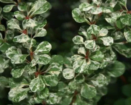Барбарис Тунберга Berberis thunbergii Kornik-0