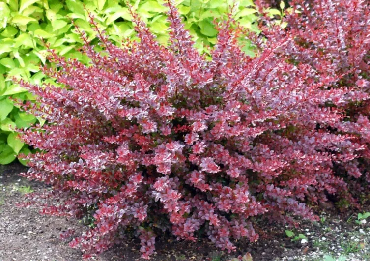 Барбарис Тунберга Berberis thunbergii Carmen