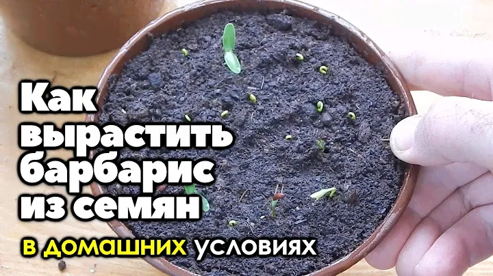 Как вырастить барбарис из семян в домашних условиях