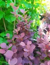 Барбарис тунберга "Chocolade Summer" (Чоколат саммер)