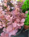 Барбарис тунберга "Chocolade Summer" (Чоколат саммер)