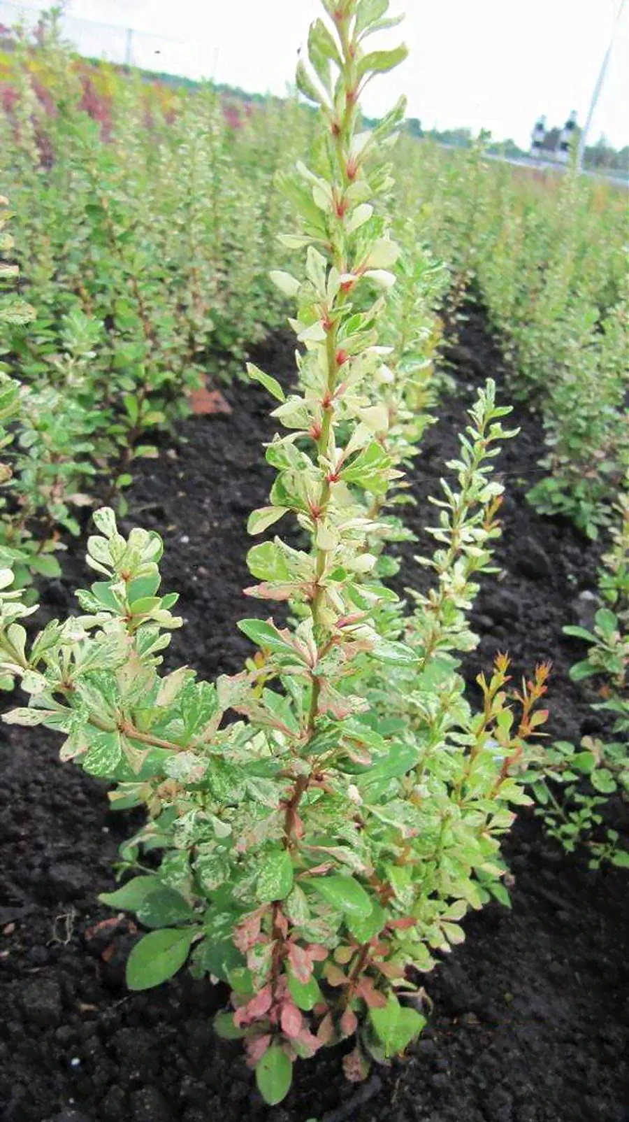 Барбарис тунберга Сильвер Бьюти - Berberis thunbergii Silver Beauty D2 H30-40-1