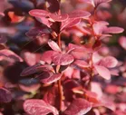 Барбарис Тунберга Ред Пиллар Berberis thunbergii Red Pillar 5л (Т)