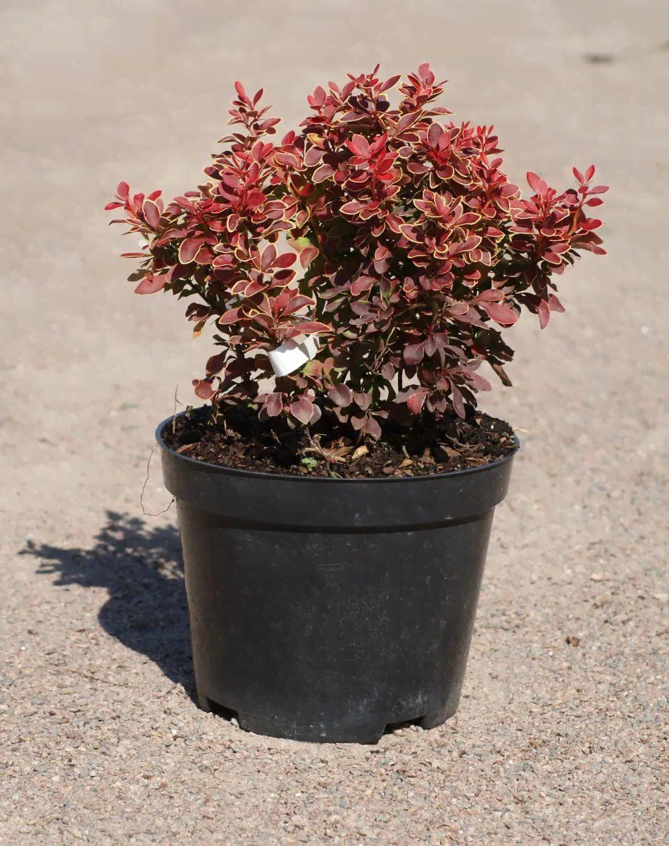 Барбарис Тунберга Berberis thunbergii
