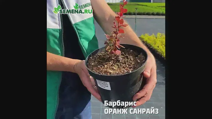 Барбарис Оранж санрайз