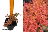 Барбарис Тунберга Корал (Berberis thunbergii Coral) С2