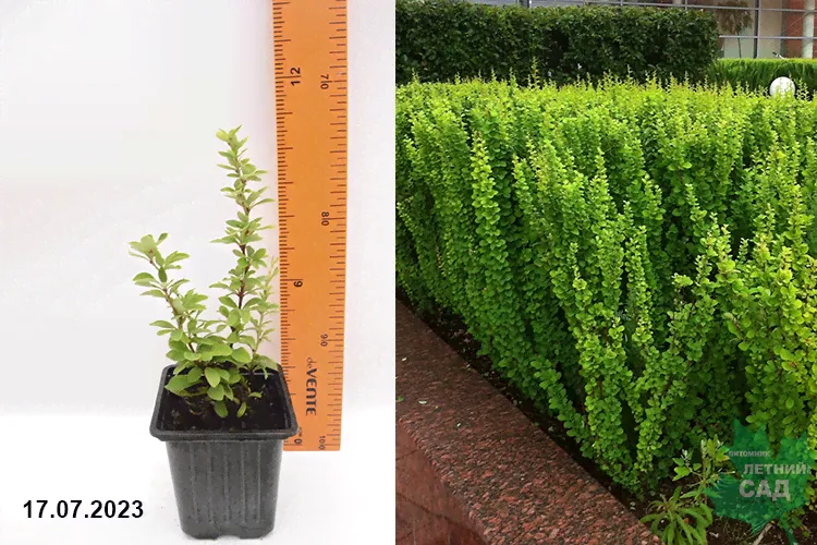 Барбарис Тунберга Эректа (Berberis thunbergii Erecta) Р9