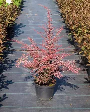 Барбарис тунберга Рози Глоу - Berberis thunbergii Rose Glow D9 H20
