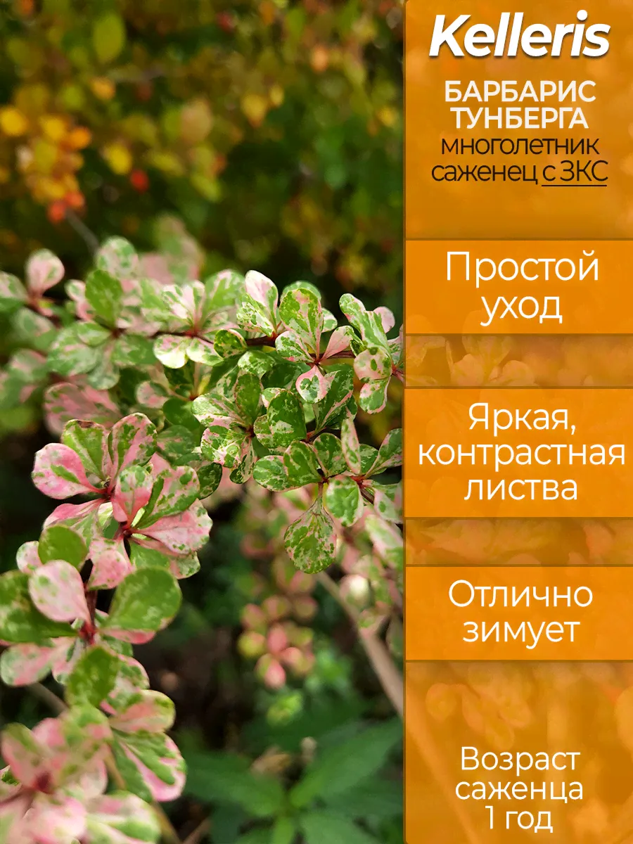 Барбарис Тунберга Келлерис, возраст саженца - 1 год, с ЗКС-0