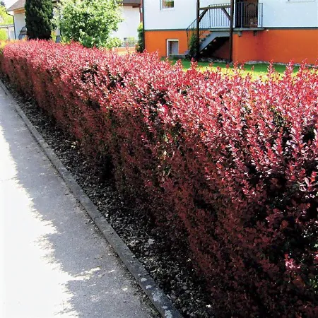 Барбарис тунберга Atropurpurea (Aтропурпурея)-1